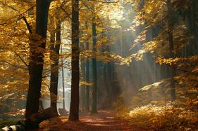 Photograph of beautiful trees turning for fall